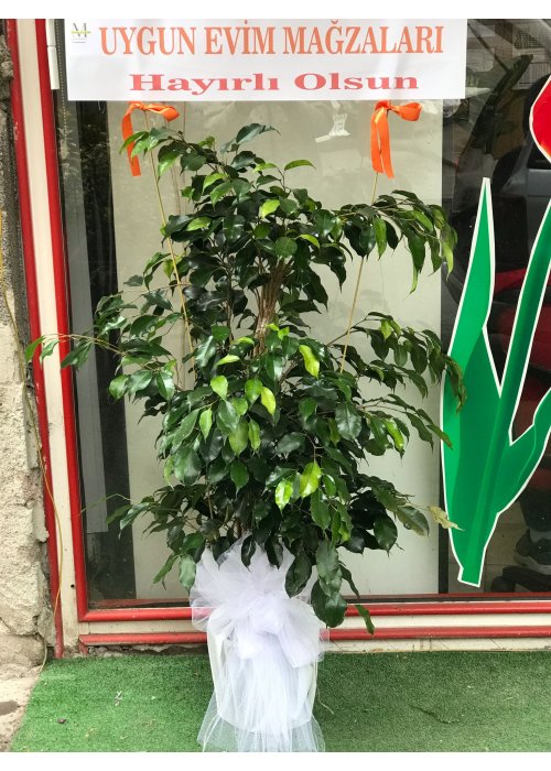 Canlı saksımız benjamin 